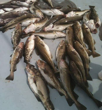 Newly Caught Fishes