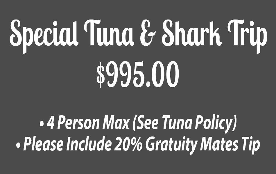 Special Tuna & Shark Trip